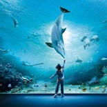 L'acquario di Genova
