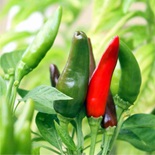 Il peperoncino